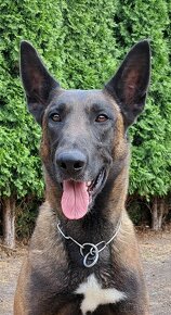 Predám šteniatka Belgický ovčiak malinois - 2