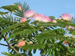 ALBIZIA ružova - 2