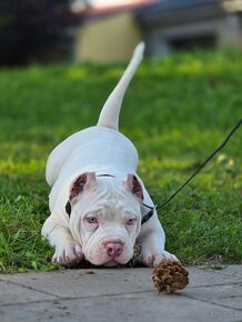 American Bully - 2