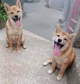 SHIBA INU - 2