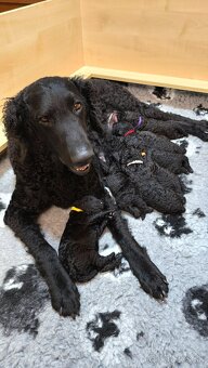 Curly Coated Retriever s PP - 2