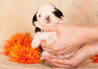 Shih-Tzu šteňiatka (shi tzu, si-tzu, shitzu, si-cu) - 2