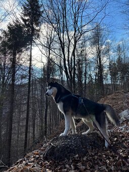 Sibírsky husky na krytie. - 2