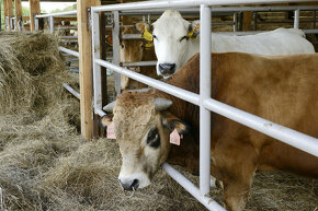 Práca na farme s ubytovaním - 2