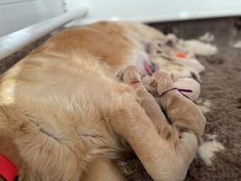 Zlatý retriever/Golden retriever šteniatka s PP - 2