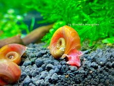 Ramshorn-bright red - 2