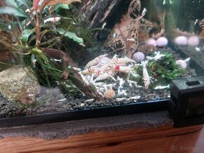 Predam krevetky caridina crystal red - smile - 2