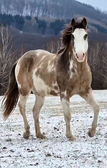 APH APHA PAINT HORSE ŽREBEC pripúšťanie - 2