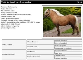 Shetland pony pripúšťanie - 2