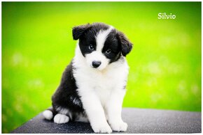 Border Collie Border Kolia s PP FCI - 2