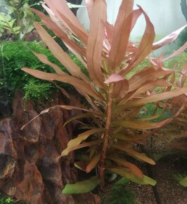 Predam rastlinky / Ammannia gracillis - 2