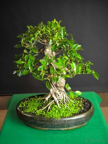 Bonsaj Ficus - 2