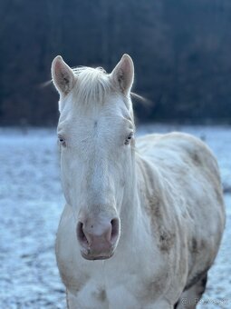 Quarter horse cremello žrebec - 2