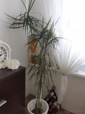 Dracena - 2