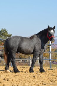 Predám koňa - žrebec Percheron - 2