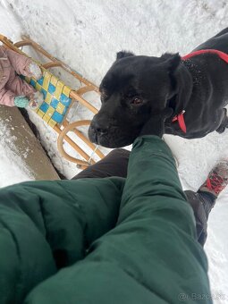 ZATIAĽ REZERVOVANÝ Cane Corso - 2