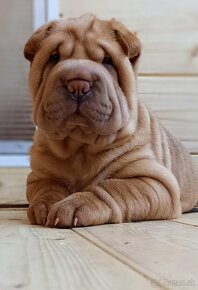 Šarpej, Sharpej, Shar-pei s PP - 2