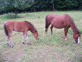 Welsh Pony A/SŠP - 2