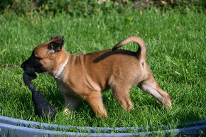 Belgický ovčiak - Malinois - 2