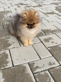 Pomeranian - 2