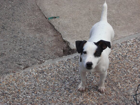 jack russel terier-mladý psík na predaj - 2