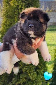 Americká akita (American akita) - 2