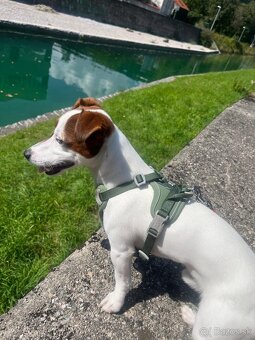 Jack Russel KRYTIE - 2