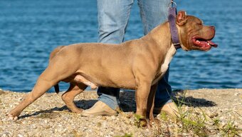 American Bully krytie s PP - 2