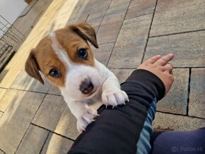 Jack Russel terrier - 2