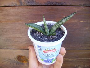 sansevieria cylindrica boncel - 2