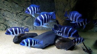 Cyphotilapia Gibberosa Blue Zaire Moba - 2