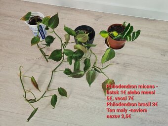 Izbove rastliny - syngonium, philodendron - 2