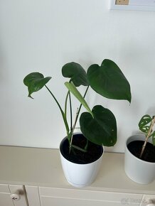 Monstera deliciosa - 2