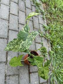 Syngonium Mottled Mojito - 2