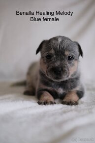 ACD Austrálsky dobytkársky pes CATTLE DOG - 2