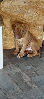 Dogue de Bordeaux Bordeauxska doga - 2