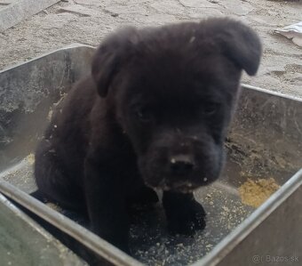 Psík Cane Corso - 2