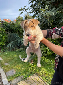 Predám šteniatka Fox terrier wire hrubosrstého - 2