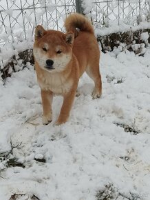 Shiba inu psík - 2