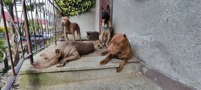 Americký pitbulterier pitbull pit bull silverfawn lilac rare - 2