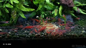 Krevetky neocaridina red cherry - 2