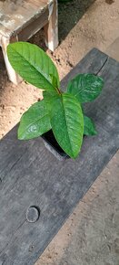 Guajava psidium - 2