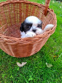 Shih-tzu - 2