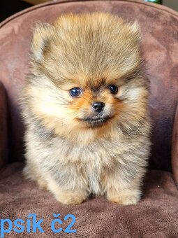 Pomeranian mini Boo - 2