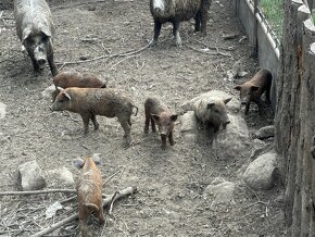 Mangalica durok - 2