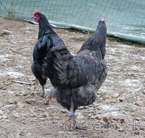 Australorp kohuty - 2