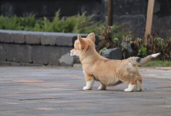 Welsh Corgi Pembroke s PP - 2