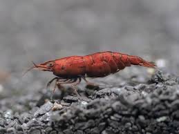 PREMIUM Caridina a Neocaridina AKVA KREVETKY - 2