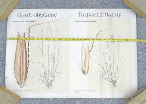 retro výukový plagát ČSR 1960 botanika #L - 2