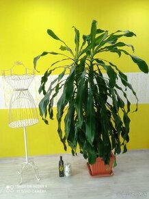 Dracena veľká - 2